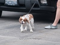 DSC 4610