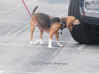 DSC 4623