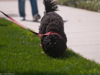 DSC 2050