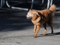 DSC 0429