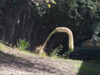 DSC 4288