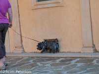 DSC 4729