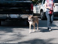 DSC 5185