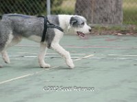 DSC 4284