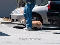 DSC 4411