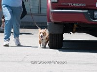 DSC 4461