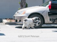 DSC 4491