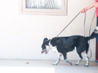DSC 4611