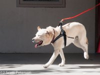 DSC 4703