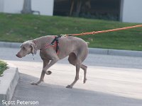 DSC 3004