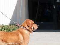 DSC 4103