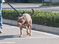 DSC 4118