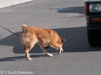 DSC 4127