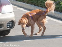 DSC 4184