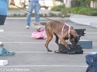 DSC 4253
