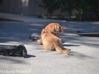 DSC 0100