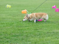 DSC 6000 DxO