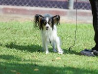 DSC 6600 DxO