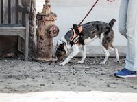 DSC 6647 D600 DxO