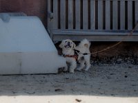 DSC 6681 D600 DxO