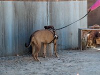DSC 6796 D600 DxO