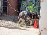 DSC 7124 D600 DxO