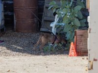 DSC 7207 D600 DxO