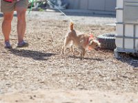 DSC 7232 D600 DxO