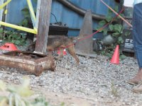 DSC 7314 D600 DxO