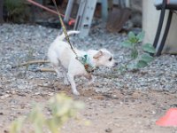 DSC 7340 D600 DxO