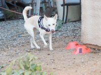 DSC 7377 D600 DxO