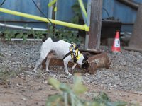 DSC 7419 D600 DxO