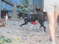 DSC 7440 D600 DxO