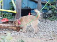 DSC 7455 D600 DxO
