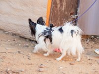 DSC 7466 D600 DxO