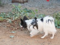 DSC 7467 D600 DxO