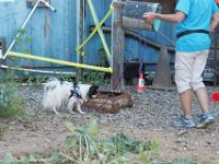 DSC 7471 D600 DxO