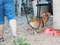 DSC 7516 D600 DxO
