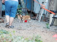 DSC 7517 D600 DxO
