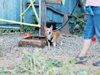 DSC 7519 D600 DxO