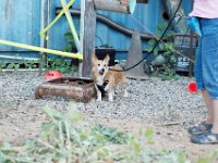 DSC 7520 D600 DxO