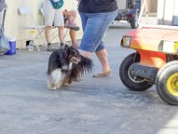DSC 8254 DxO