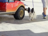 DSC 8277 DxO