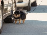 DSC 8714