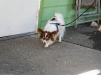 DSC 4587 DxO