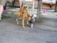 DSC 4609 DxO