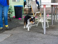 DSC 4638 DxO