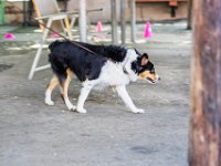 DSC 4639 DxO