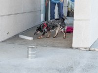 DSC 7437