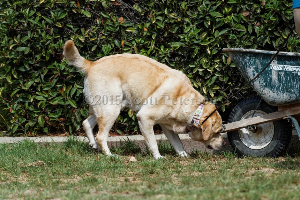 DSC 1087 DxO